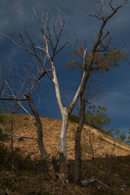 On the Cottonwood Trail in the national park